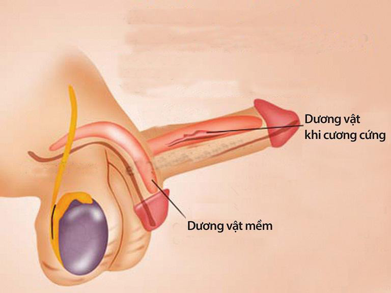 Rối loạn cương dương sinh con được không? Có gây vô sinh không?