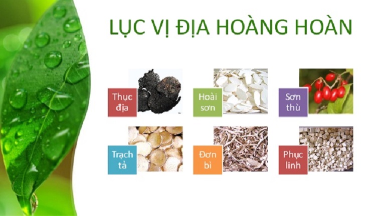 Lục vị địa hoàng hoàn được bào chế từ các thảo dược chính như trạch tả, sơn thù du, thục địa hoàng, sơn dược