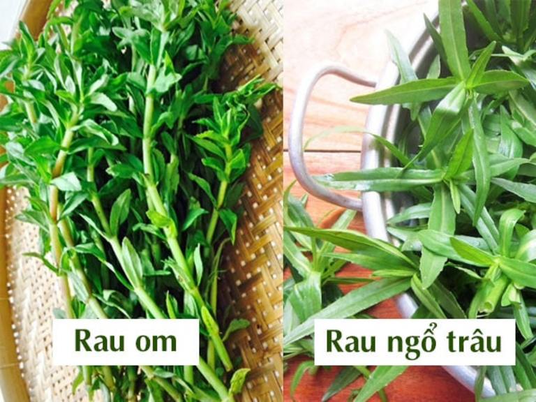 Rau om rất giống rau ngổ trâu, bạn cần lựa chọn thật cẩn thận