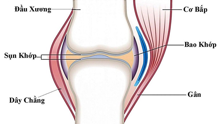 Dây chằng là dải đàn hồi có nhiệm vụ kết nối các xương với nhau