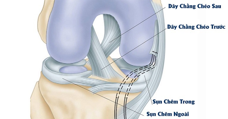 Vị trí dây chằng chéo sau và chéo trước