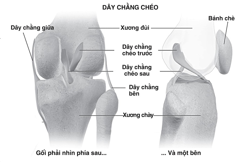 Cấu tạo của phần khớp đầu gối