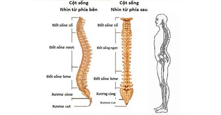 Xương Cột Sống Người Bình Thường: Cấu Tạo Và Chức Năng Cụ Thể