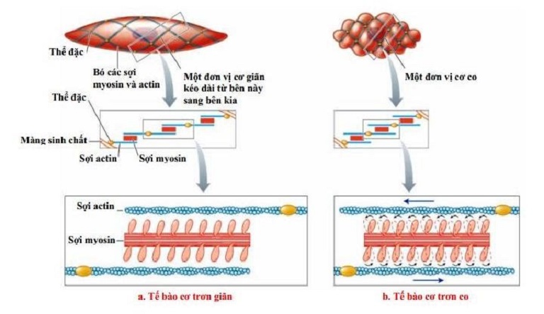 Cơ cấu phân tử và quá trình diễn ra cơ chế co cơ