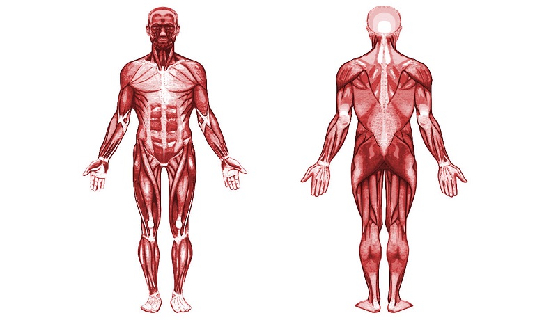 Cơ là gì? Cơ sinh học là các mô mềm chứa các sợi protein actin và myosin