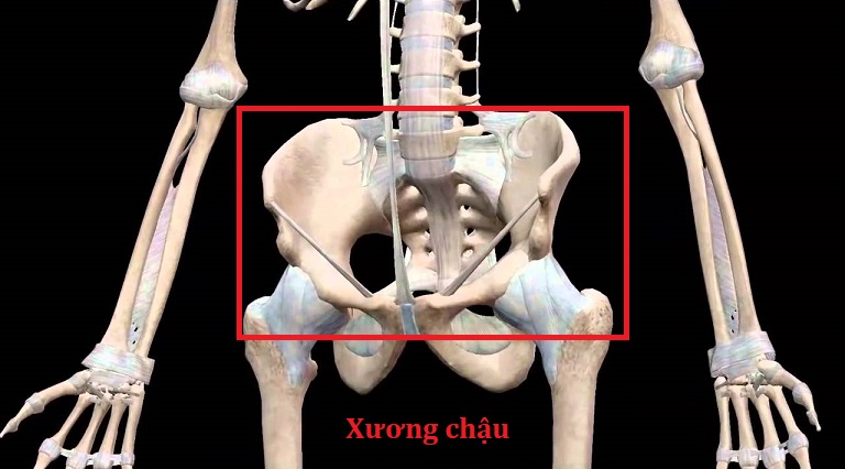 Vị trí xương chậu