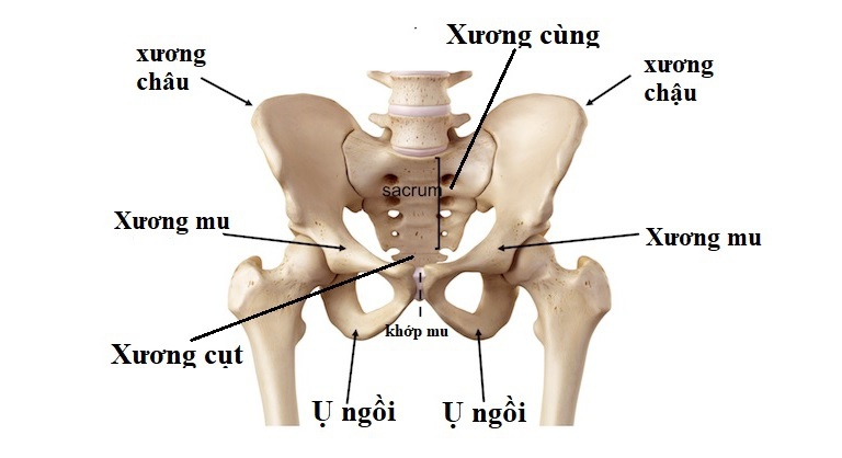 Cấu tạo chi tiết phần khung xương dẹt