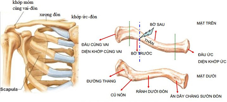 Cấu tạo của xương quai xanh