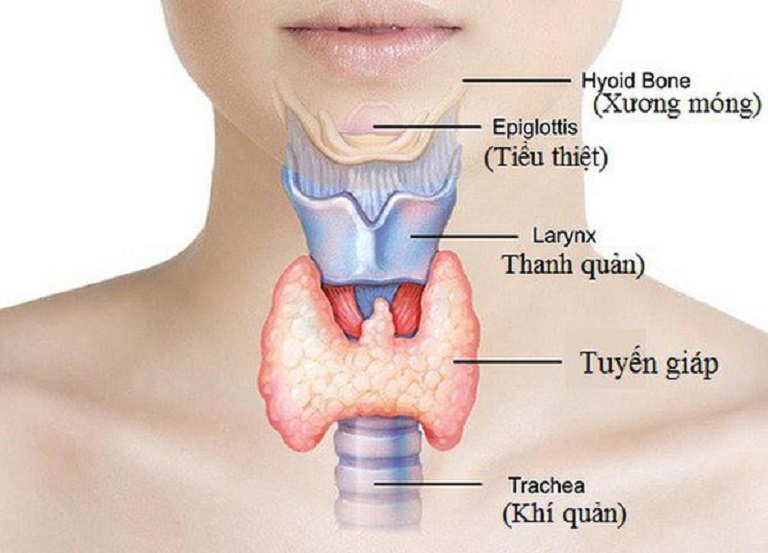 Vị trí của xương móng trong giải phẫu người