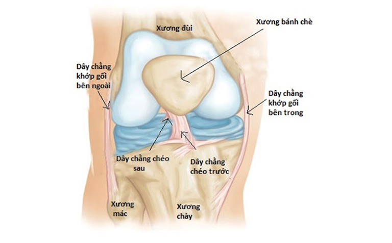 Xương Bánh Chè: Vị Trí, Chức Năng Và Bệnh Lý Thường Gặp Nhất