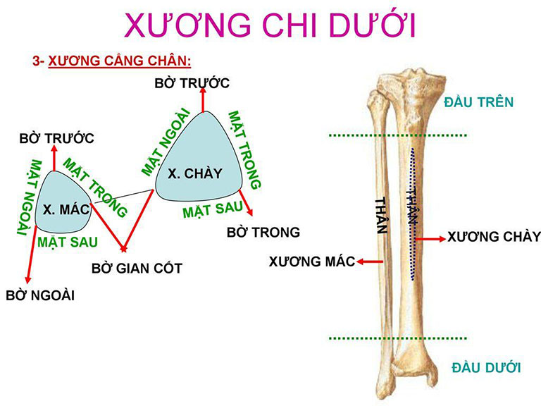 Xương chày là một trong những xương khỏe, khá lớn của cơ thể