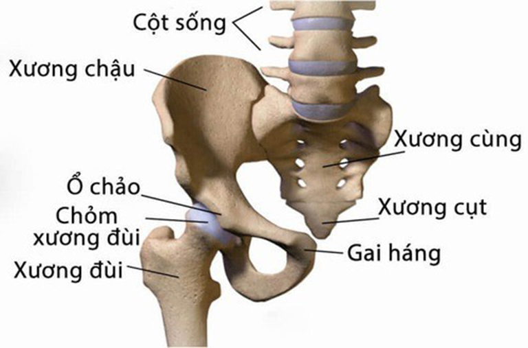 Vị trí xương cụt