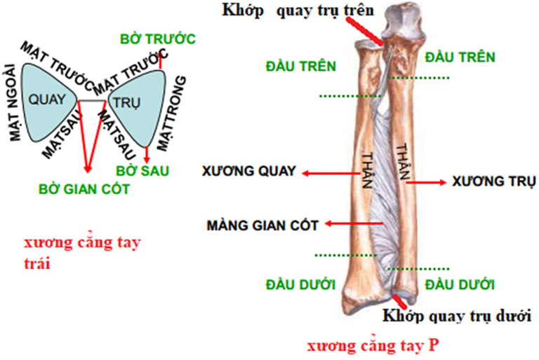 Cấu tạo xương và các khớp