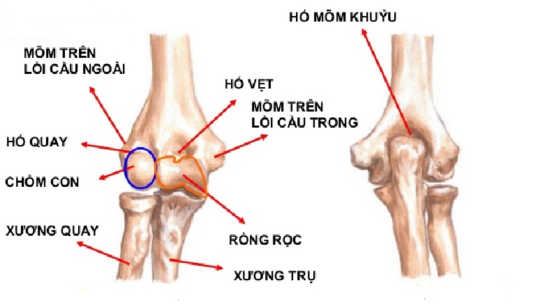 Xương quay được tạo nên bởi nhiều khớp khác nhau