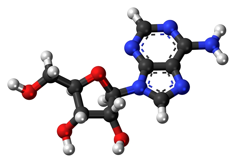 Adenosine là hoạt chất được tìm thấy trong tất cả các sinh vật sống