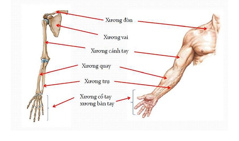 Xương cánh tay trên nối với xương vai