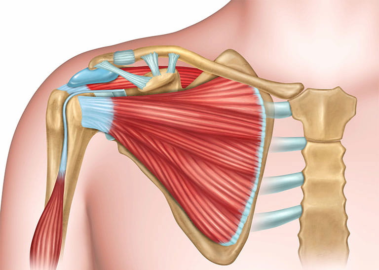 Xương Vai: Cấu Trúc, Vị Trí, Chức Năng Chính & Bệnh Lý Thường Gặp