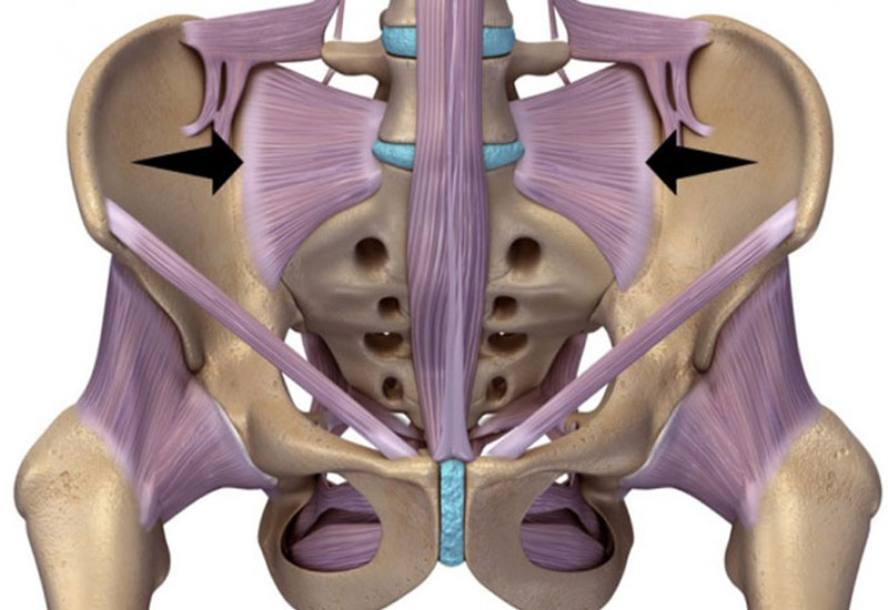 Hình ảnh các nhóm dây chằng nâng đỡ khớp