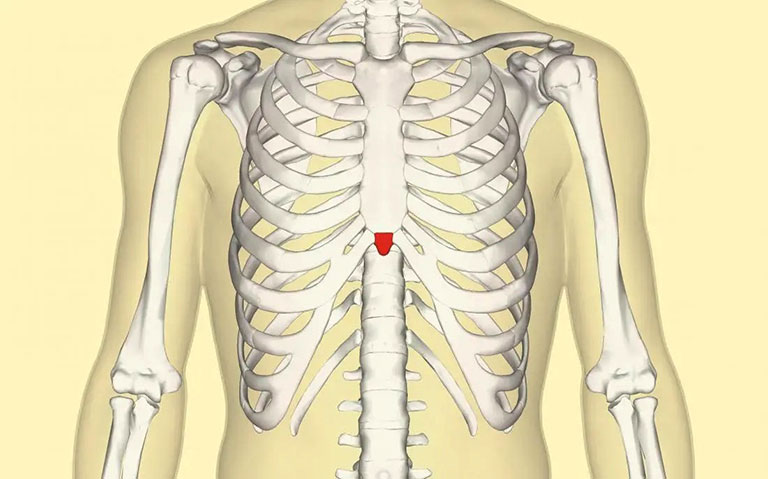 Xương mỏ ác được xem là cấu trúc xương nhỏ nhất