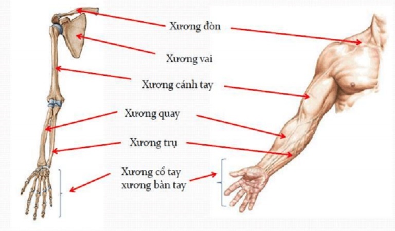 Xương trụ phát triển từ các trung tâm bao gồm thân, cực trên và cực dưới