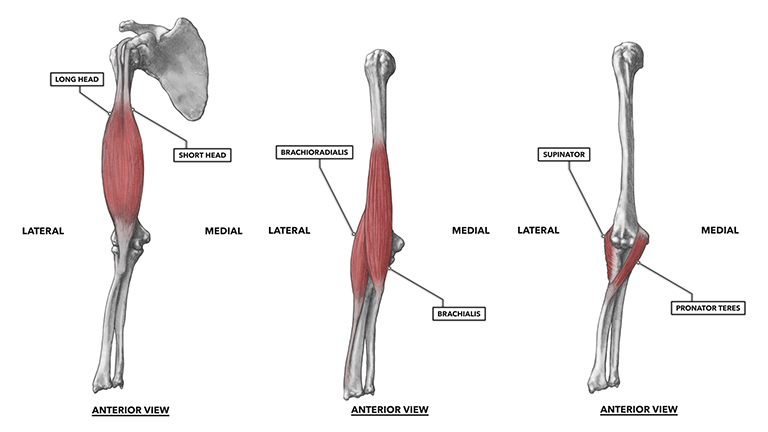 Các notch bán nguyệt chính là chỗ lún rộng được hình thành bởi quá trình coronoid và các olecranon