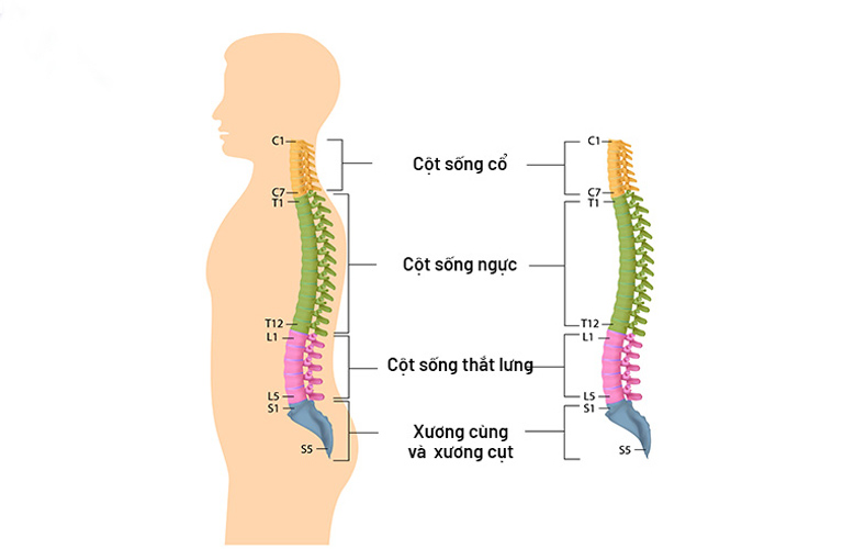 Cấu tạo cột sống