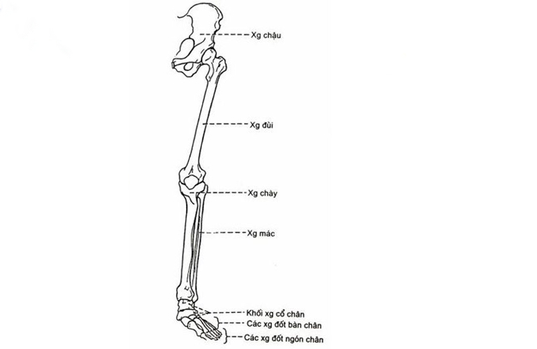 Cấu tạo chi dưới (Lower Limbs)