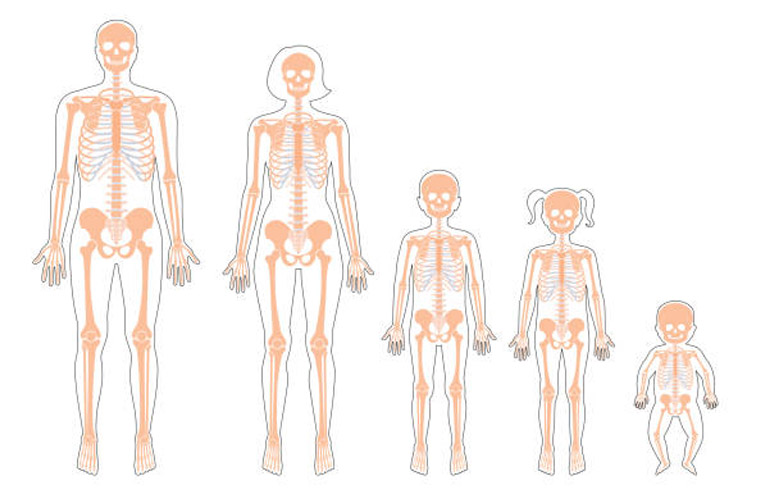 Bộ xương ở trẻ sơ sinh và người trưởng thành sẽ có sự thay đổi nhất định