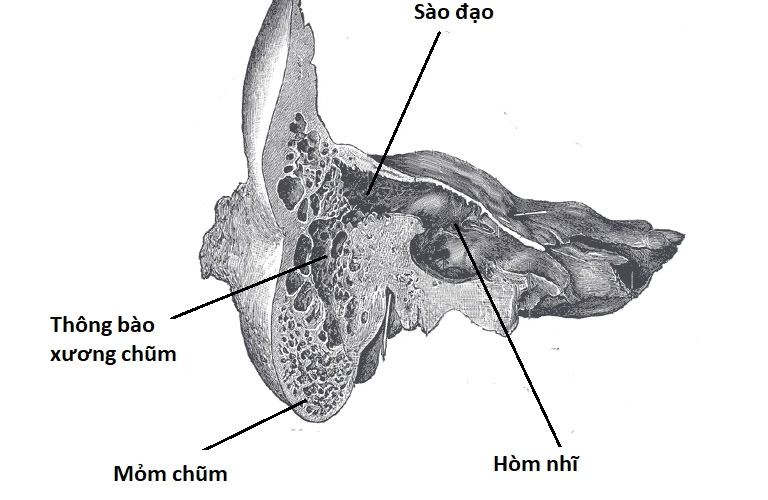 Cấu tạo của thùy chũm