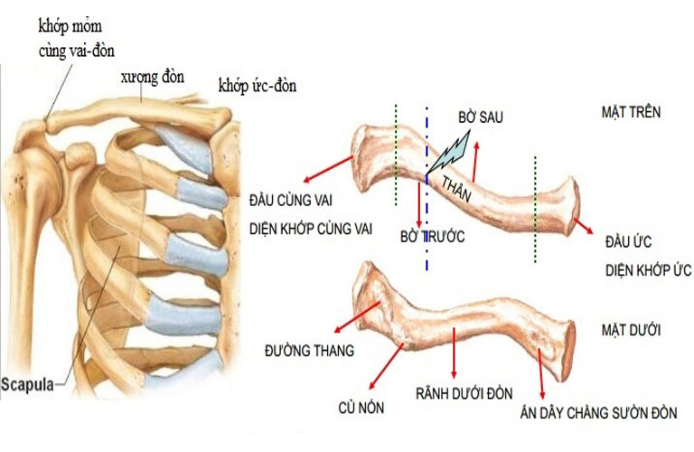 Cấu tạo của xương quai xanh