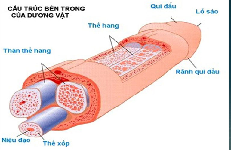 Cấu tạo dương vật ở nam giới