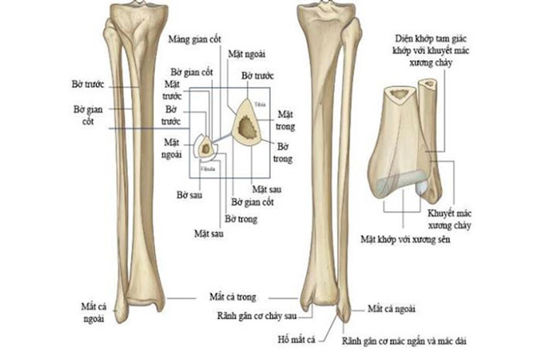 Xương Cẳng Chân: Cấu Tạo, Chức Năng Và Các Bệnh Lý