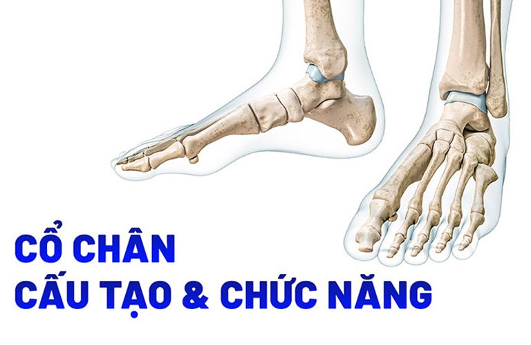 Hình ảnh xương cổ chân