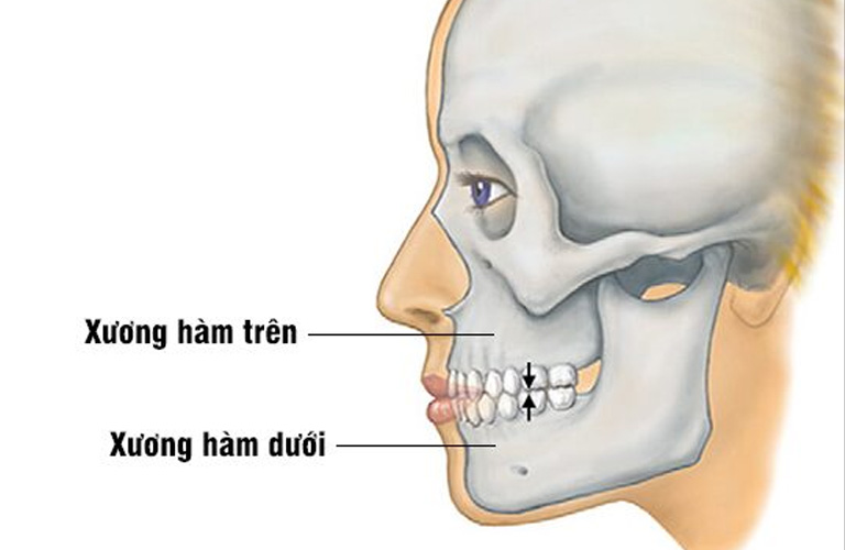 Vị trí hàm trên và hàm dưới