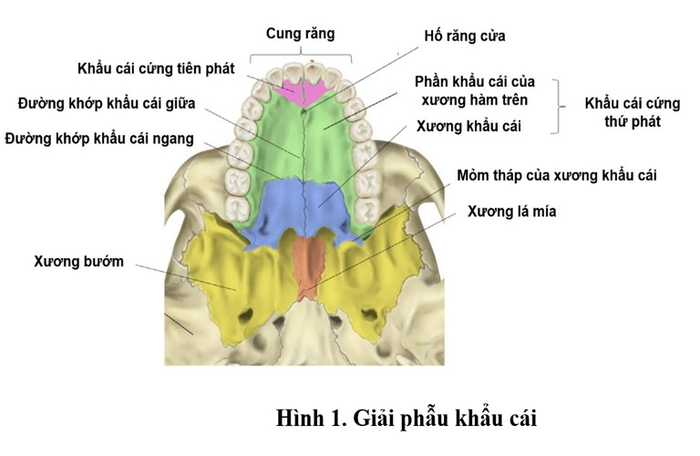 Hình ảnh giải phẫu xương khẩu cái