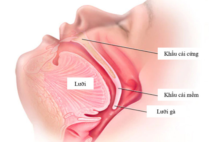 Giải Phẫu Xương Khẩu Cái Và Những Điều Cần Biết