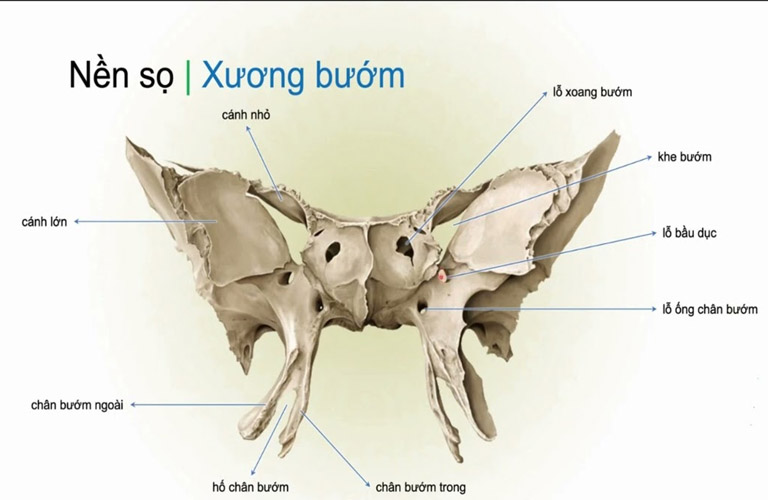 Xương Bướm: Vị Trí, Hình Dạng Và Chức Năng Chi Tiết