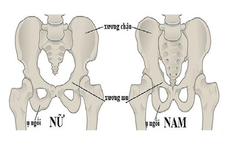 Sự khác biệt giữa xương mu nữ giới và nam giới