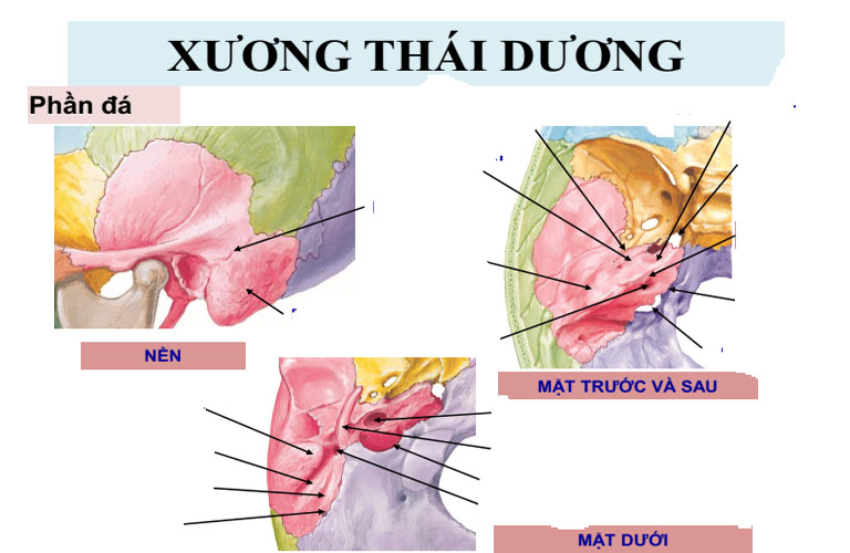 Xương thái dương nằm ở phần bên của hộp sọ