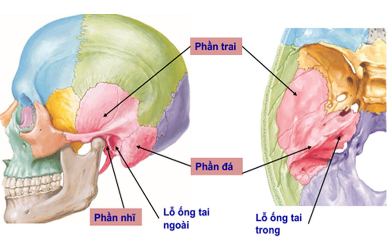 Xương Thái Dương: Cấu Tạo, Chức Năng, Bệnh Lý Liên Quan