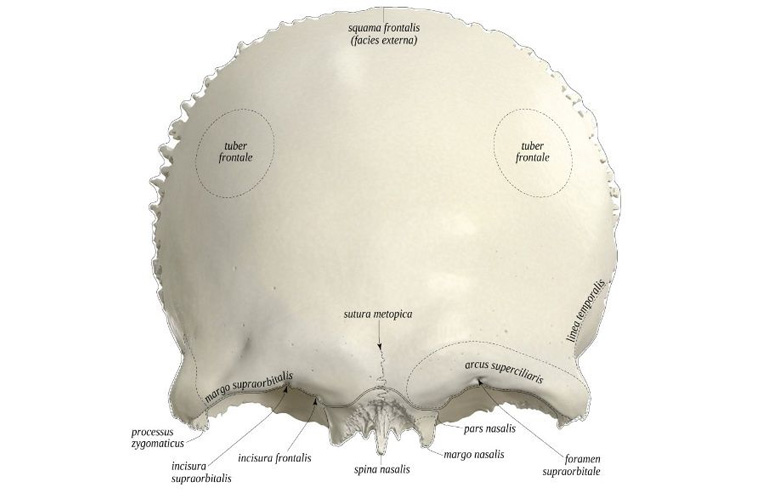 Phần trai trán (Squamous Part of the Frontal Bone)